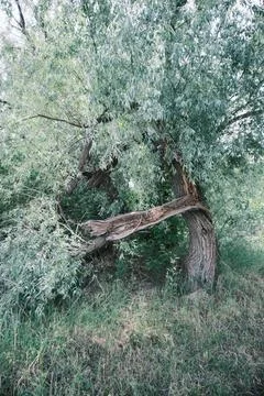 Close-up of a severely broken and splintered tree branch hanging from the m.. Stock Photos