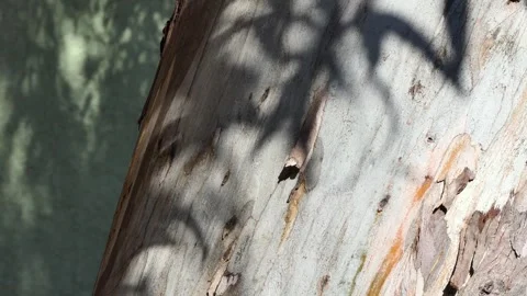 Close-up shadow of leaves on the trunk of a tree Stock-Footage 246115635