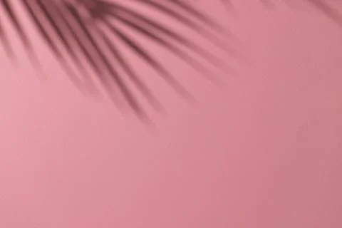 Close up of shadow of palm leaf and copy space on pink background Stock Photos