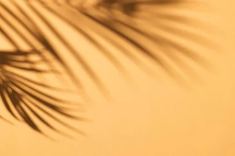 Close up of shadow of palm leaf and copy space on yellow background Stock Photos
