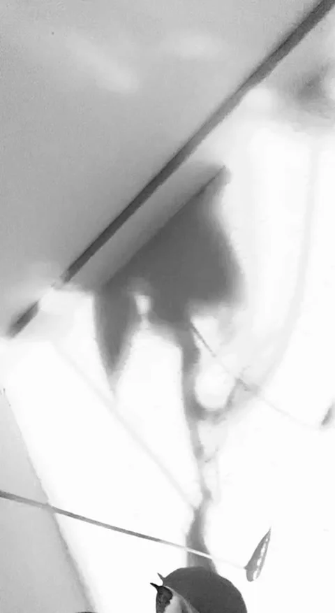 Close up of shadows of thin tree branches with leaves on a white wall Stock Footage 294064172