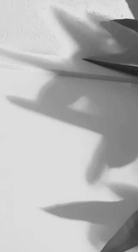 Close up of shadows of thin tree branches with leaves on a white wall Stock Footage 294064174