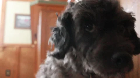 Close up of shaking dog Stock Footage