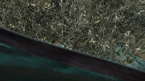 Close up on shaking olive tree- South of italy Stock Footage 96219195