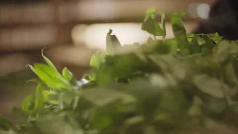 Close-up of Shaking Tea Leaves Stock Footage 303404474