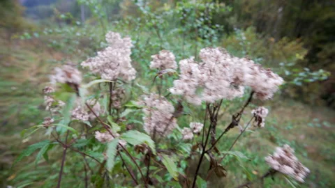 Close up of shaking thistle plant Stock Footage 158980484