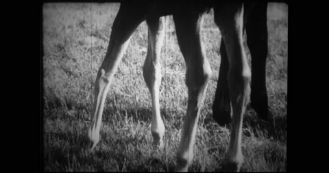Close-up of a shaky-legged colt Stock Footage 43391502