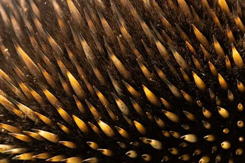 A close up shallow depth of field macro photo of the hair and quill spines of Stock Photos