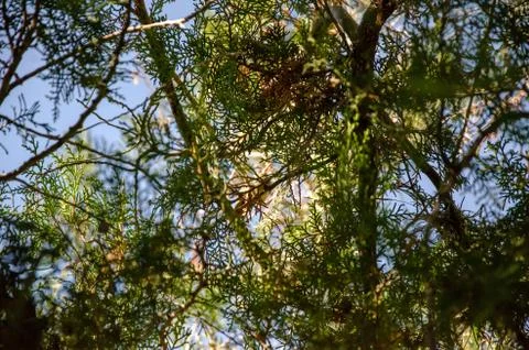 Close up with shallow depth of field of a pine branch with a view of the sky  Stock Photos