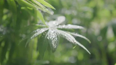 Close up shallow depth of field shot of dew drops on leaf in sun light Stock Footage 211470334