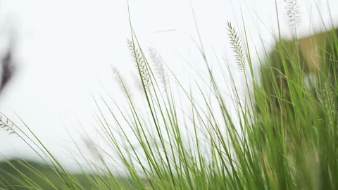 Up-close, shallow depth of field shot of over-grown blades of green grass and we Stock Footage 282382677