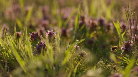 A close-up, shallow depth of field shot of a bee hovering and flying between Stock Footage 337023280