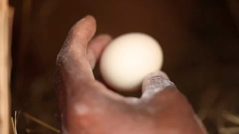 Close Up Shallow Depth of Field View Of Hand Reaching For Farm Eggs 스톡 동영상 267436854
