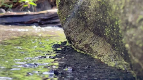 Close-Up of Shallow Stream with Rocks and Grass in Natural Setting Video stock 307674604