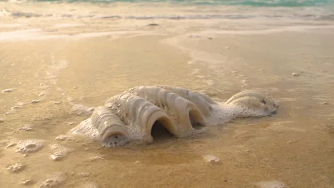 CLOSE UP: Shallow tidewater swirls around seashells that rest on sandy beach Stock Footage 336802452