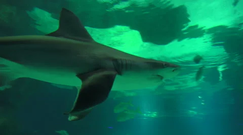 Close Up Shark In Aquarium 스톡 동영상 54987921
