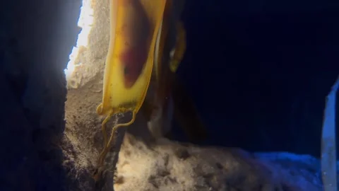 Close up of shark baby growing inside an estrange egg Stock Footage 341547779
