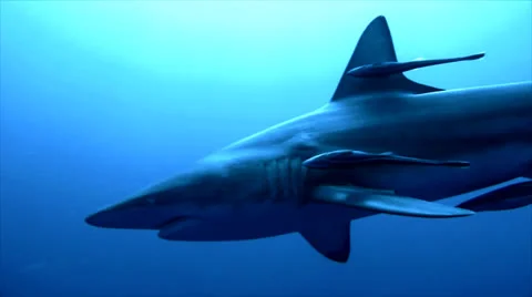 Close shark encounter with oceanic blacktip shark in open ocean Stock Footage