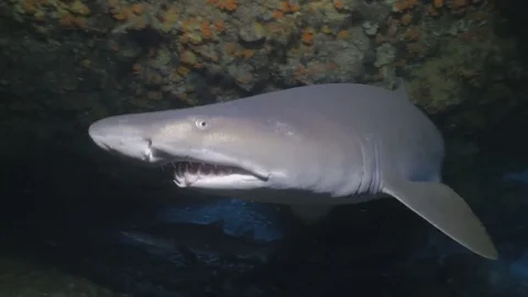 Close Shark encounter , under water shot Stock Footage 83731529