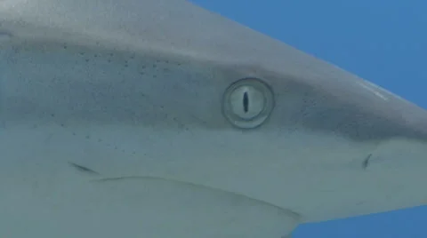 Close up of shark eye Stock Footage