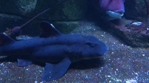 Close up of a shark Stock Footage 233788133