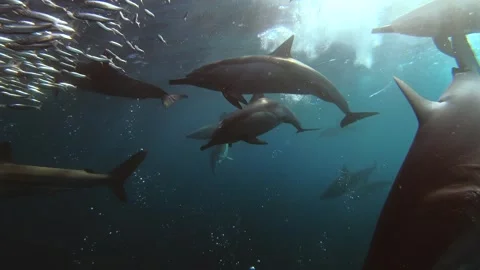 Close-up sharks and common dolphins hunting sardines in a baitball during t.. Stock Footage 342837910