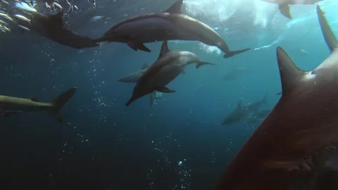 Close-up of sharks and common dolphins hunting around a sardine baitball du.. Stock Footage 343137277