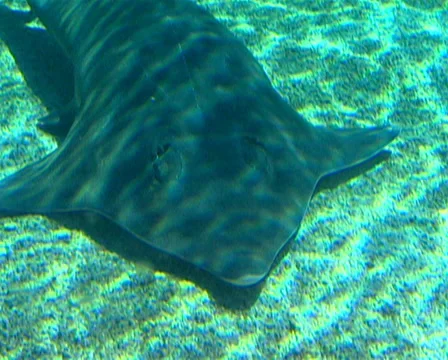 Close up of sharks and manta rays in display tank Stock Footage 36645098