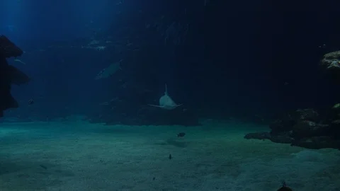 Close up. Sharks an eagle ray. 4k 動画素材 129614740