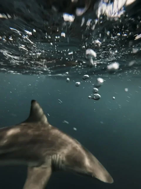 Close up of sharks in the water Stock Footage 276662385