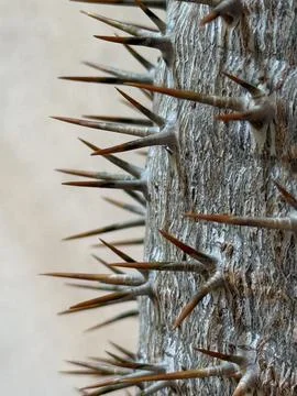Close-up of sharp brown thorns on cactus branch with blurred natural backgr.. Foto stock