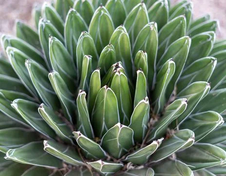 A close up of sharp cactus as a flower shape in Desert Botanical Garden in Ph Stock Photos
