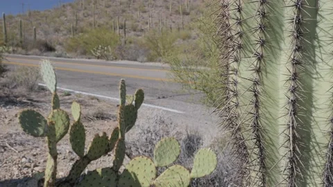 Close up of sharp cactus needles. Video stock 152802228