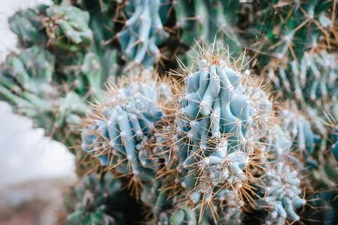 Close up of a sharp cactus spikes Stock Photos