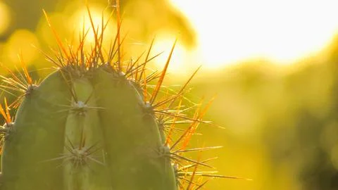 A close-up of sharp cactus spines beautifully backlit by warm, golden morni.. Stock Photos