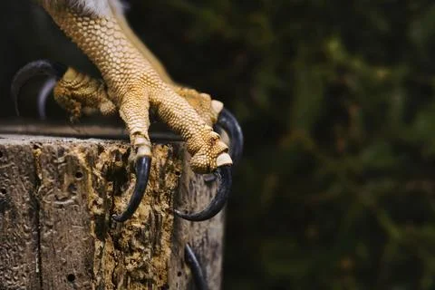 Close-up of the sharp claws and foot of an osprey (Pandion haliaetus) Stock Photos