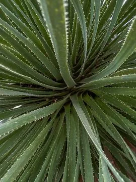 Close-Up of a Sharp-Edged Agave Plant Stock Photos