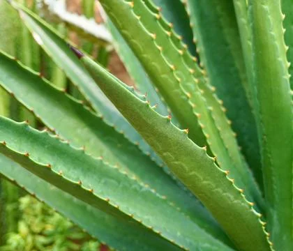 Close up sharp gree agave leaves texture Foto stock