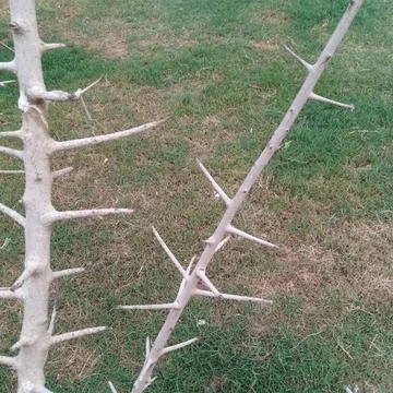 Close up of sharp pale thorns on bare twisting branches of wild bush Stock Photos