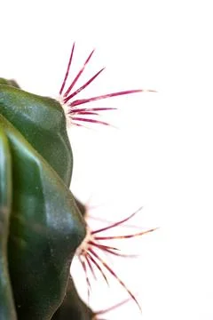 Close up of the sharp, pointed spines of a cactus on a white background Stock Photos