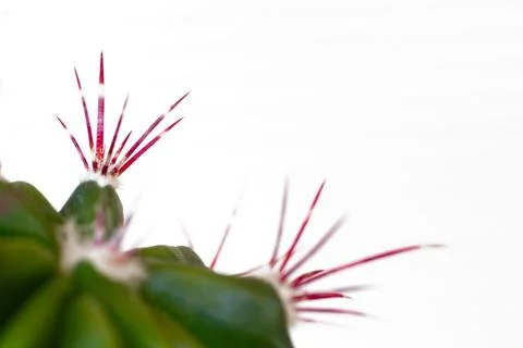 Close up of the sharp, pointed spines of a cactus on a white background Stock Photos