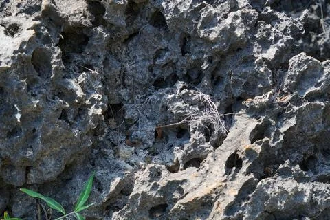 Close up of sharp rough coral rock texture with porous surface. Stock Photos