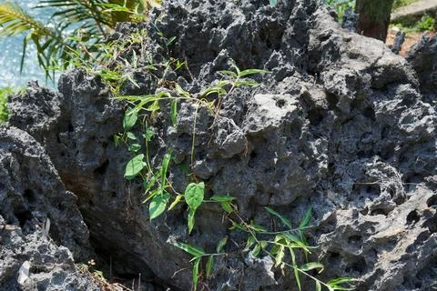 Close up of sharp rough coral rock texture with porous surface. Stock-Fotos
