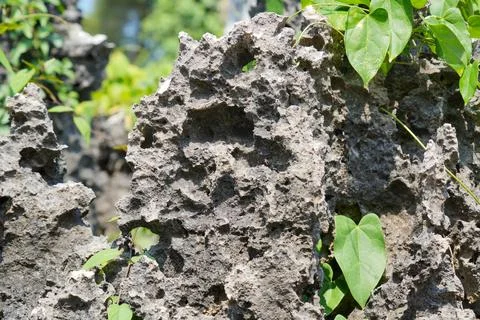 Close up of sharp rough coral rock texture. Foto stock
