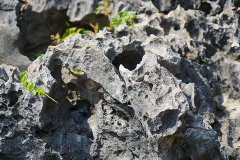 Close up of sharp rough coral rock texture. Stock Photos