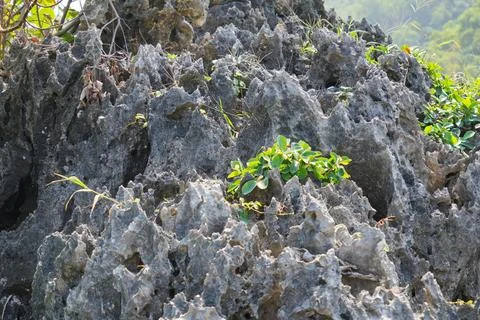 Close up of sharp rough coral rock texture. Stock Photos