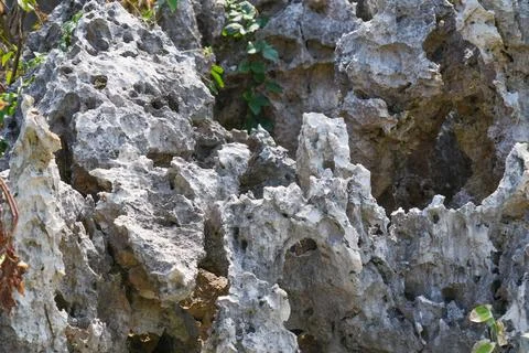 Close up of sharp rough coral rock texture. Stock Photos