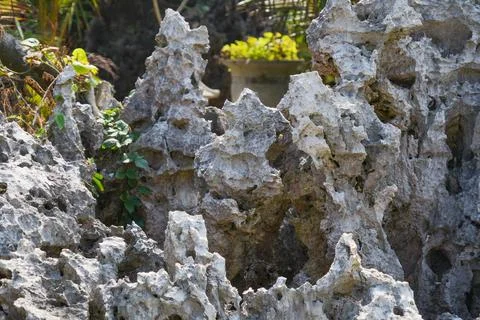 Close up of sharp rough coral rock texture. Stock Photos