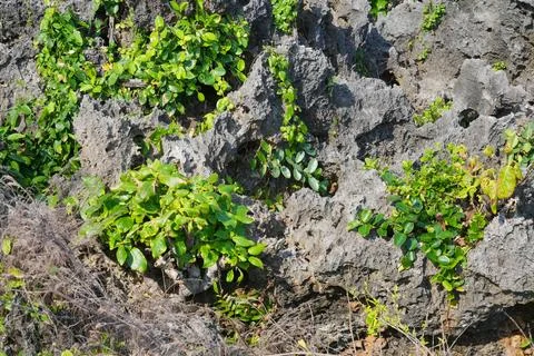 Close up of sharp rough coral rock texture. 스톡 사진