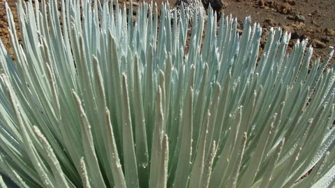 Close-Up of Sharp Succulent 動画素材 92593807